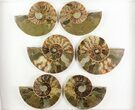 Lot: / - Cut Ammonite Pairs (Grade B) - Pairs #77336-3